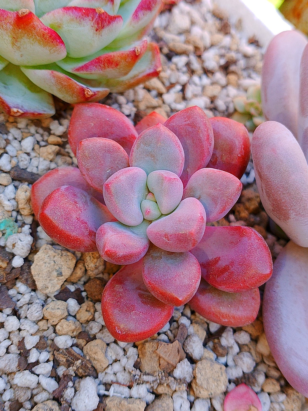 Echeveria Polarie heart | maceta 3"