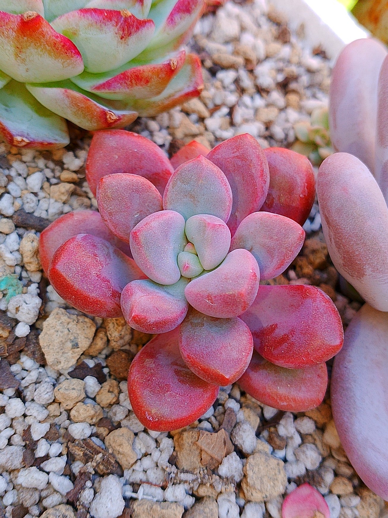 Echeveria Polarie heart | maceta 3"