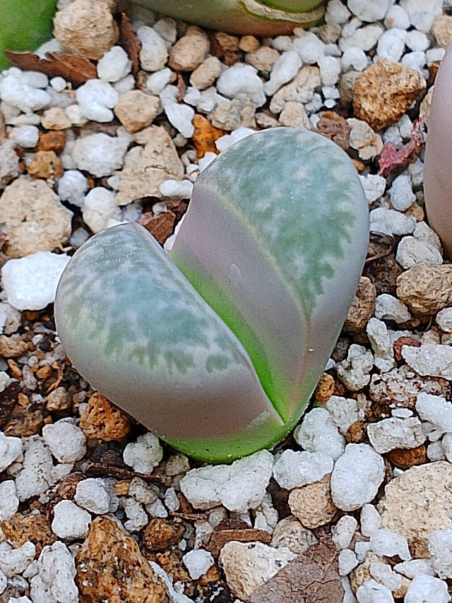 C271 	Lithops helmutii
