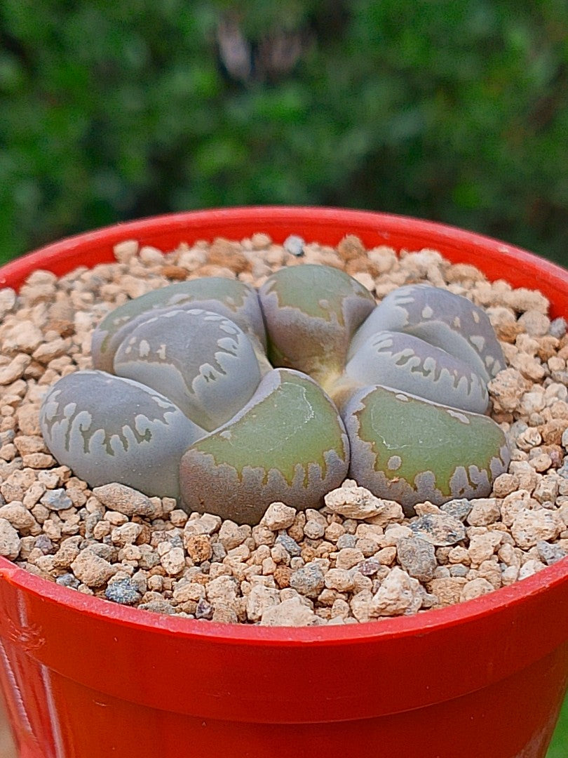Lithops Otzeniana | 2 cabezas