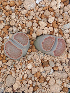 Lithops Salicola  | 2 cabezas