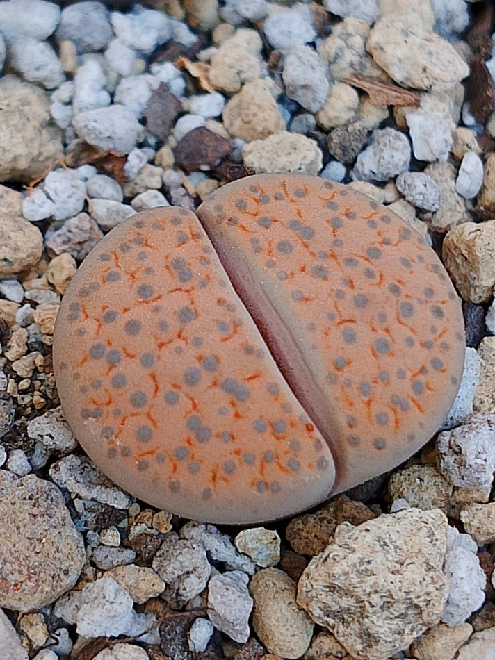 C266 	Lithops fulviceps v. fulviceps