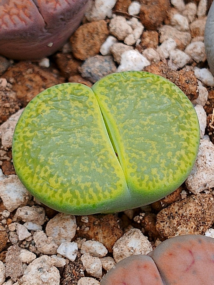 C036A 	Lithops lesliei ssp. lesliei v. lesliei 'Albinica'