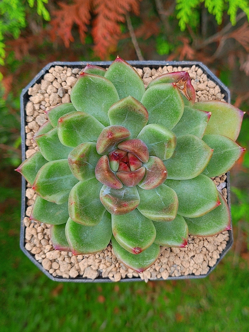 Echeveria Green Cristal | maceta 3"
