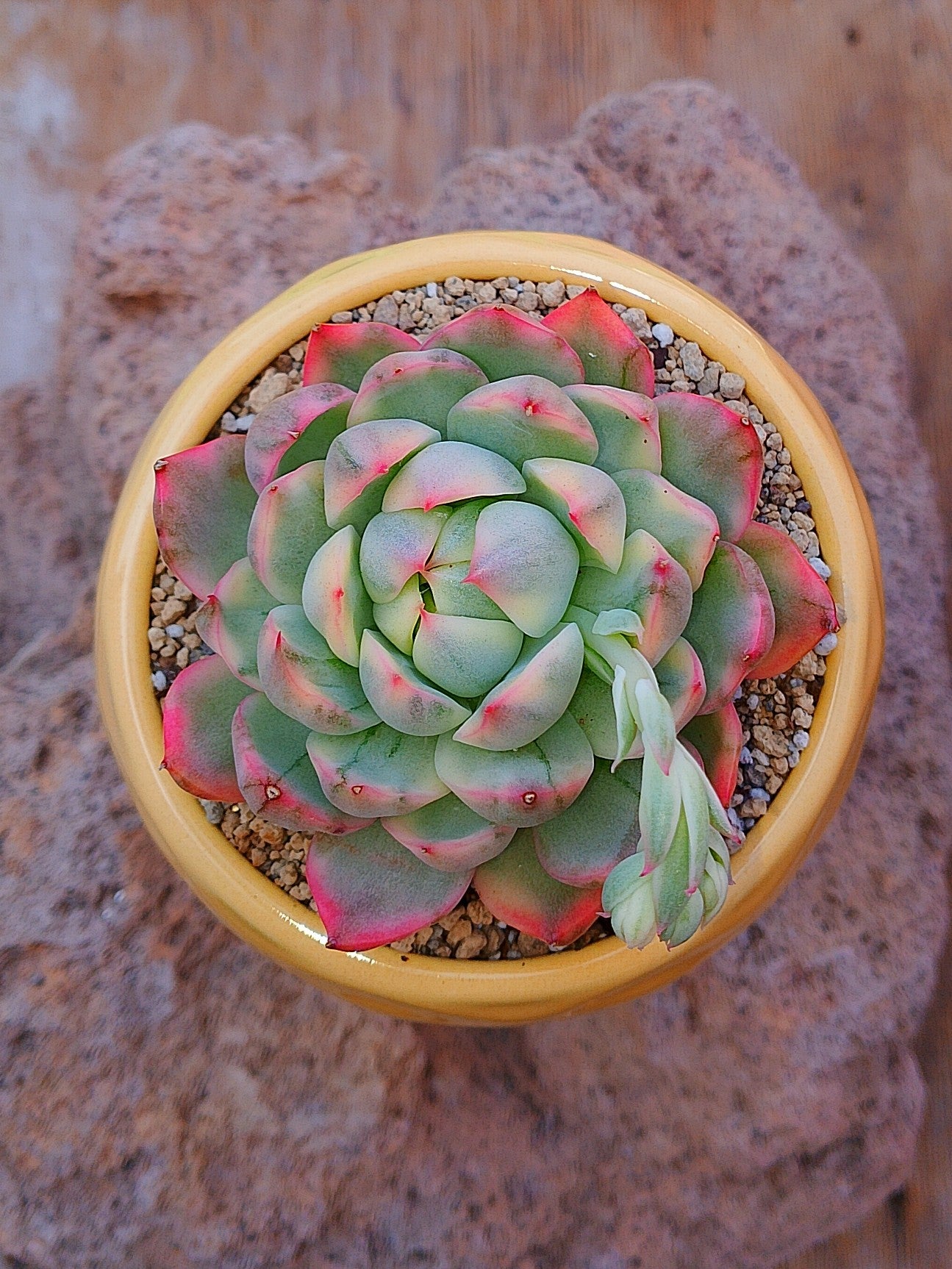 Echeveria Franc avenue