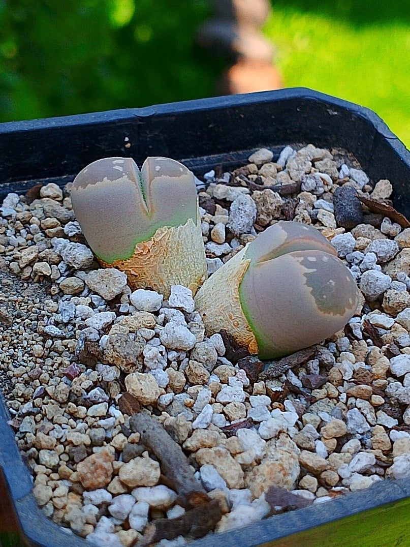 Lithops Olivacea | 2 cabezas