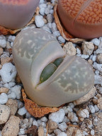 C232 	Lithops geyeri (syn. hillii)