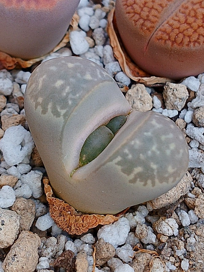 C232 	Lithops geyeri (syn. hillii)