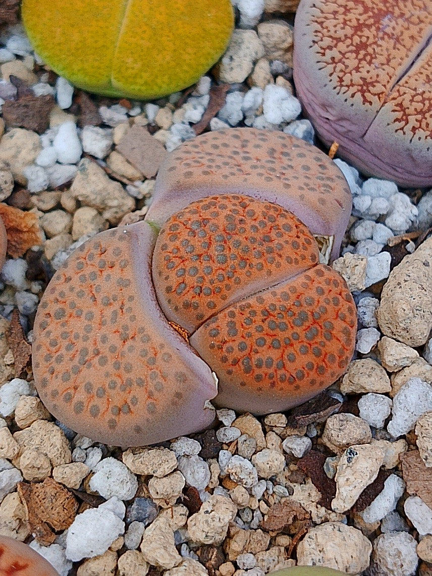 C266 	Lithops fulviceps v. fulviceps