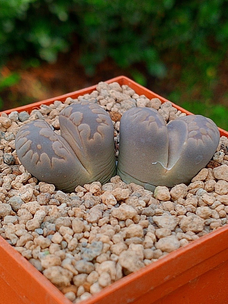 Lithops Otzeniana | 2 cabezas