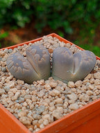 Lithops Otzeniana | 2 cabezas