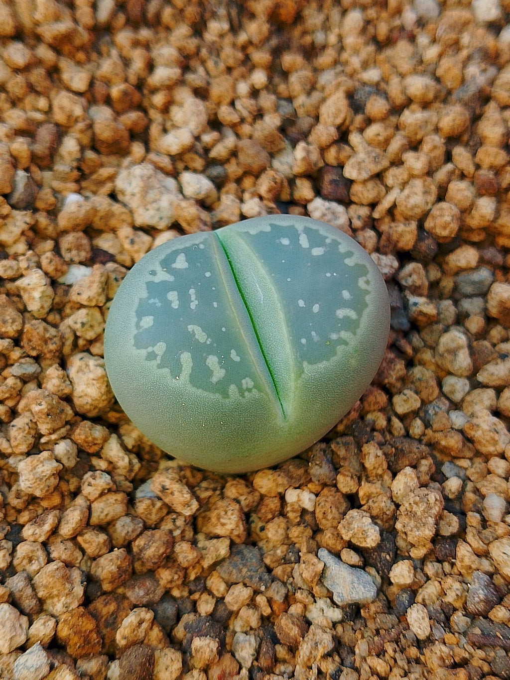 C109 Lithops olivacea v. olivacea