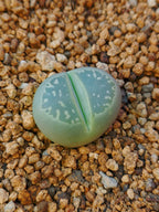 C109 Lithops olivacea v. olivacea