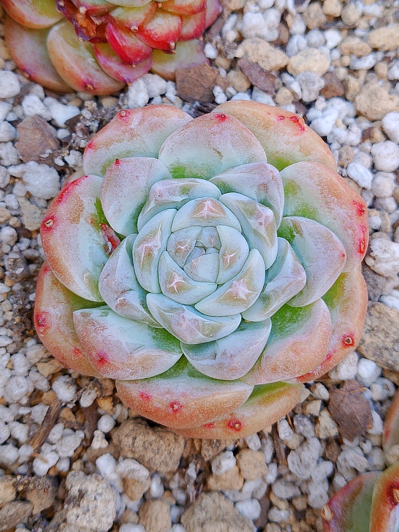 Echeveria A One | maceta 3"