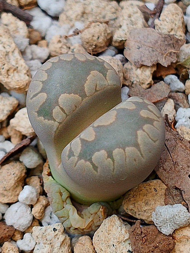 C280 	Lithops otzeniana
