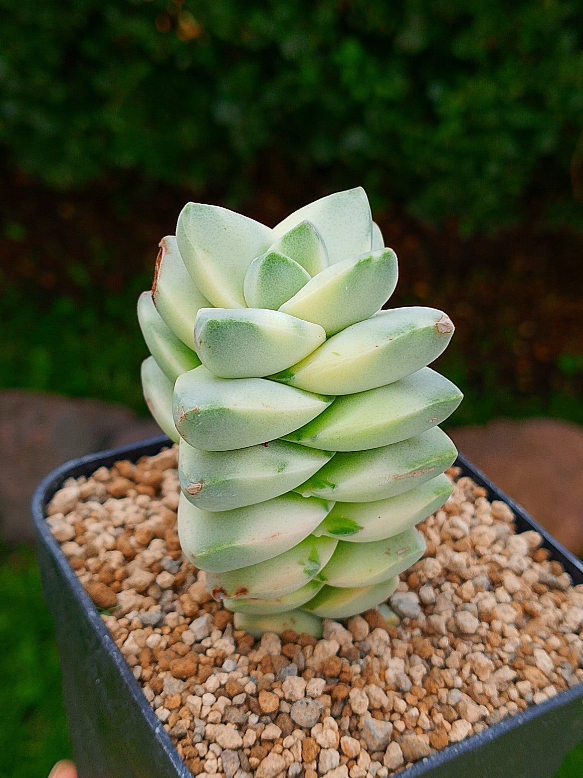 Crassula Morgan Beauty| maceta 4"