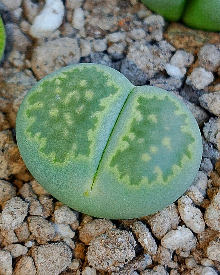 C351A 	Lithops salicola 'Malachite