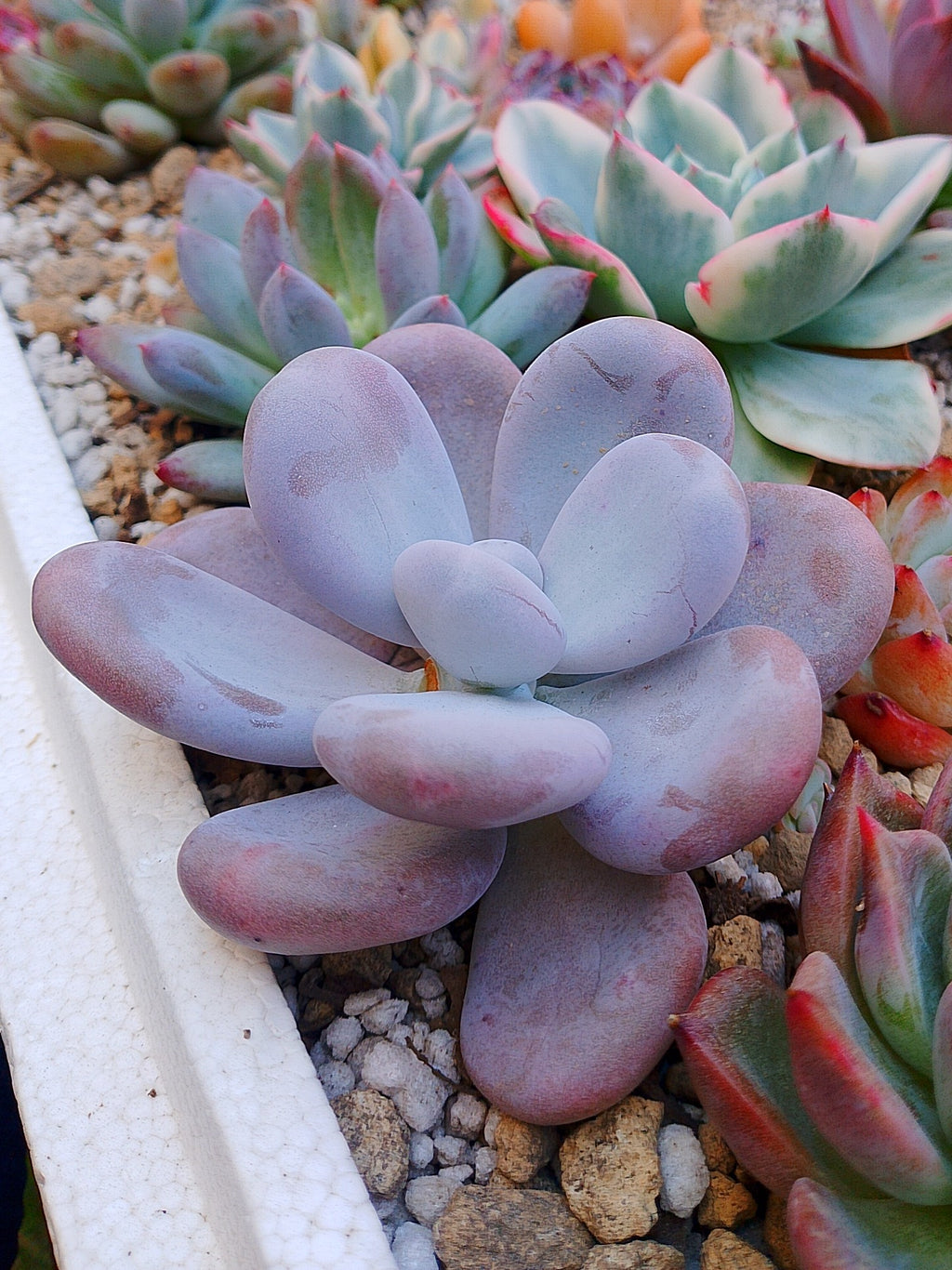 Pachyphytum oviferum | maceta 3.5"