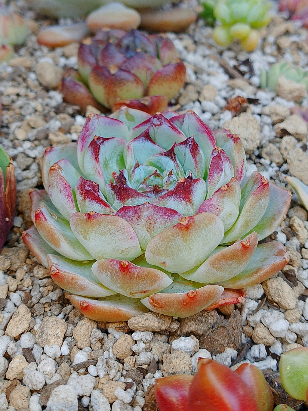 Echeveria Pomegranate
