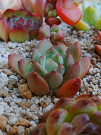 Echeveria Maverick A