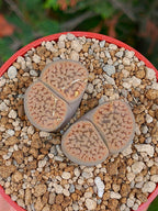 Lithops Hookeri | 2 cabezas
