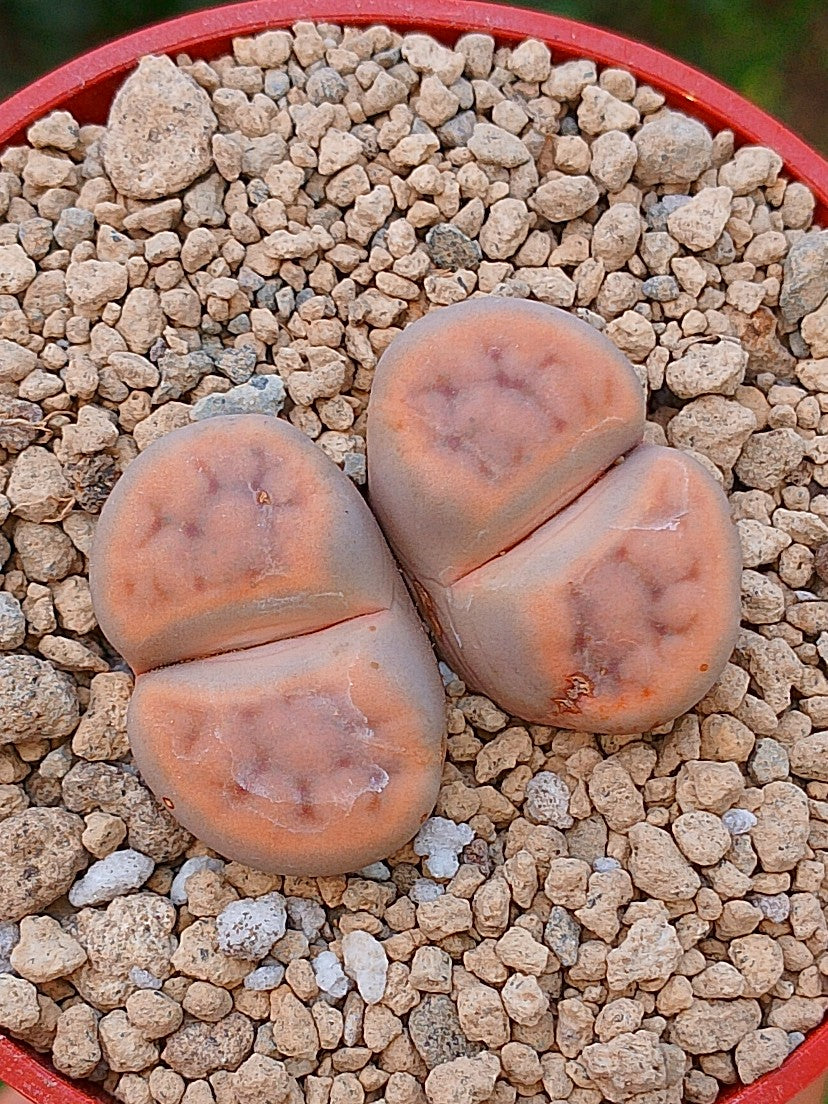 Lithops Schwantesii | 2 cabezas