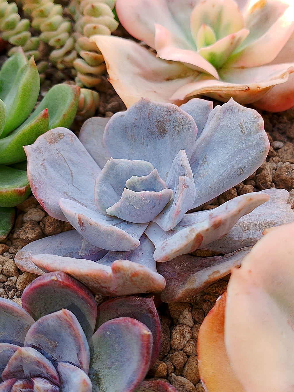 Echeveria Marble | maceta 3"