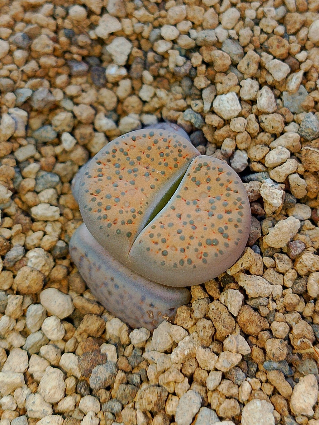 C278 	Lithops fulviceps v. fulviceps