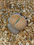 C278 	Lithops fulviceps v. fulviceps