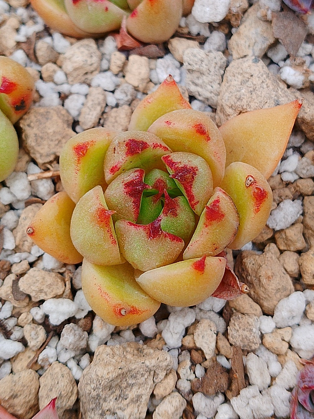 Echeverria Agavoides Roca maceta 2"