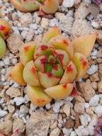 Echeverria Agavoides Roca maceta 2"