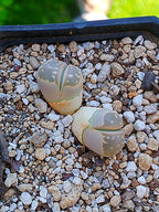 Lithops Olivacea | 2 cabezas