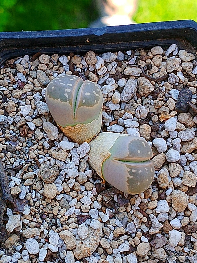 Lithops Olivacea | 2 cabezas