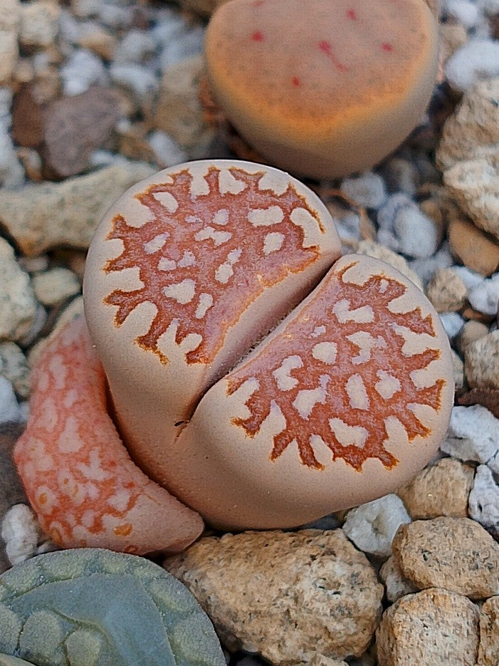 C064 	Lithops julii ssp. julii A