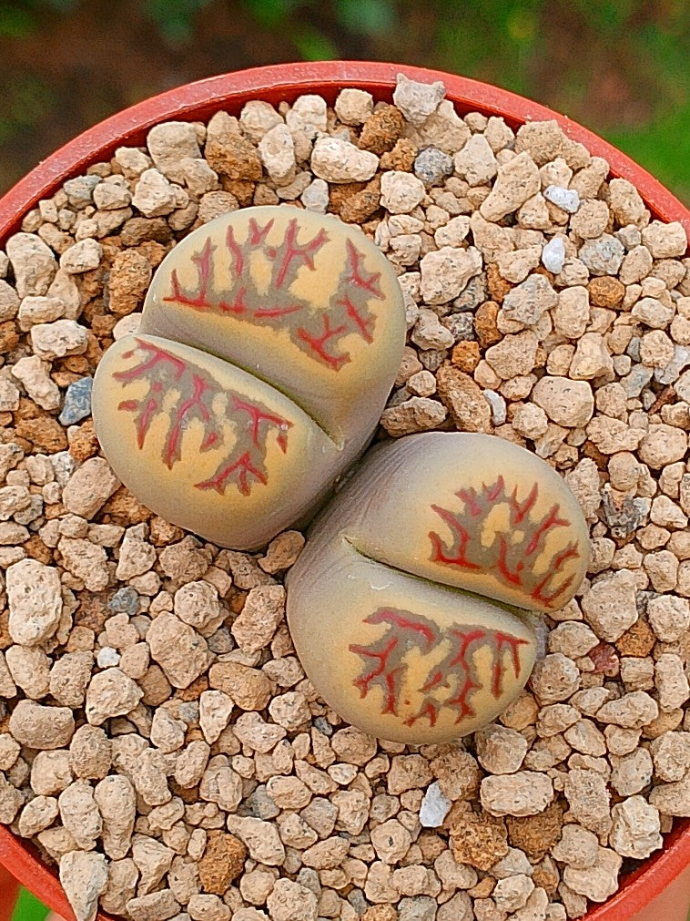 Lithops Dorotheae | 2 cabezas