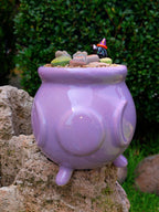 Paquete lithops Mix - Caldero Salem