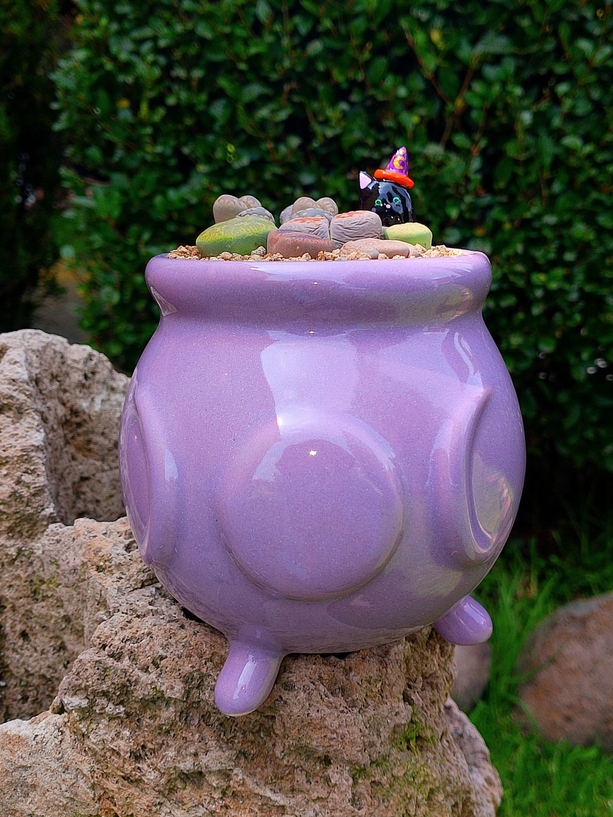 Paquete lithops Mix - Caldero Salem