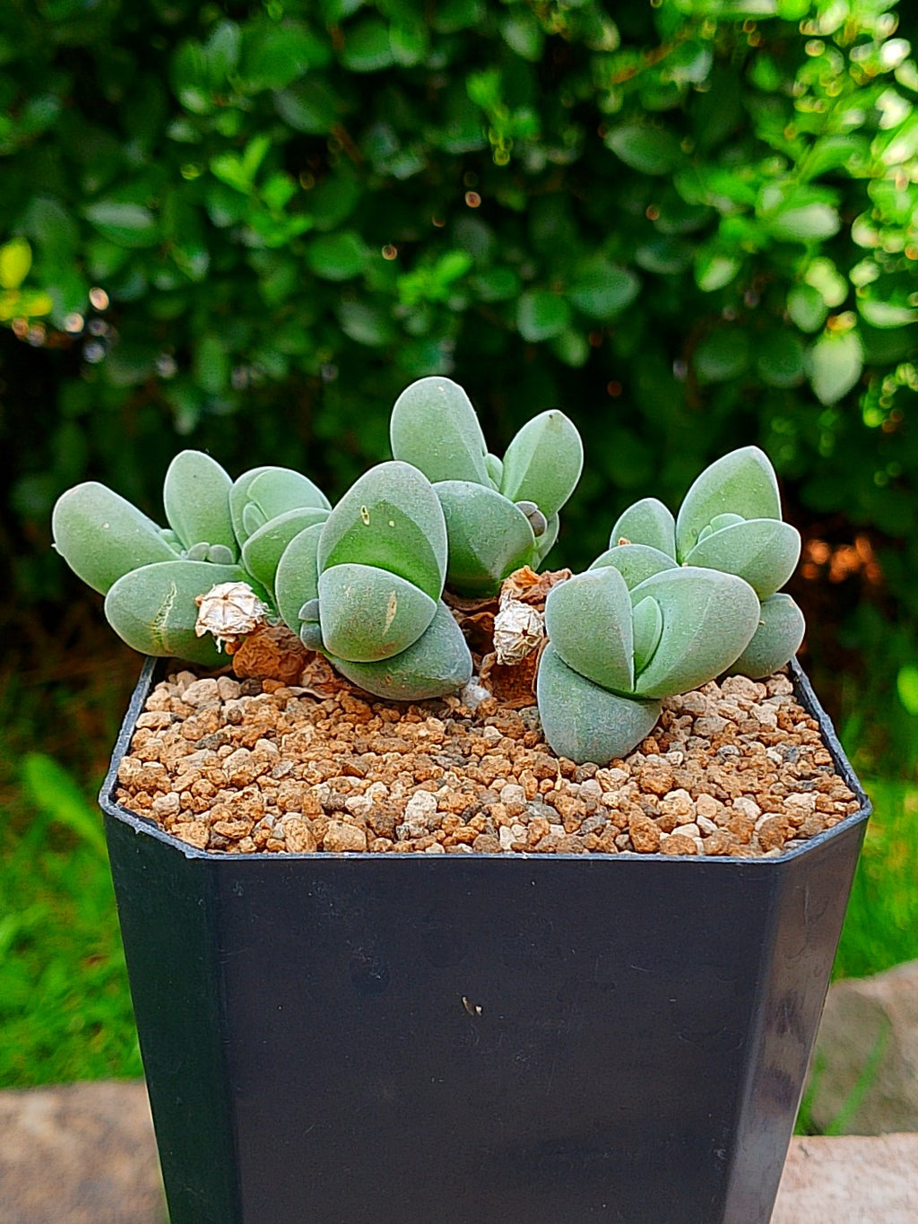 Gibbaeum dispar