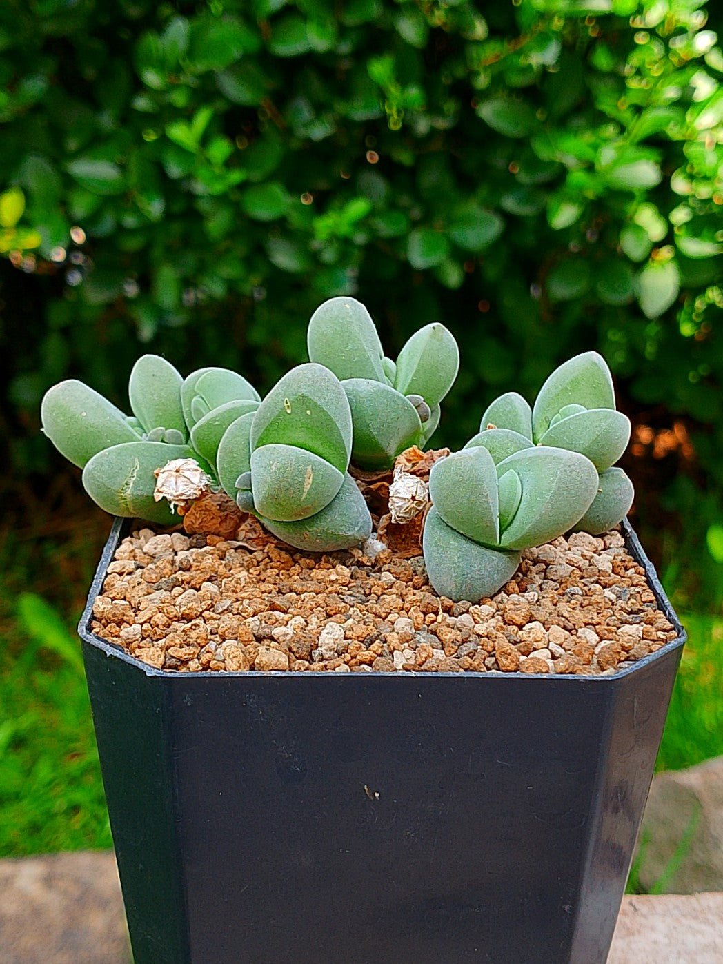 Gibbaeum dispar