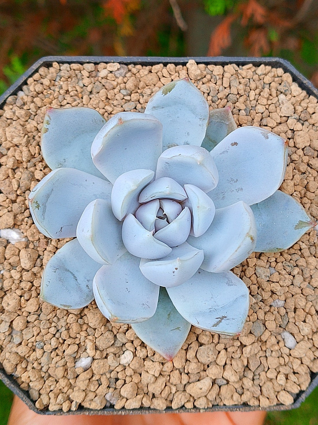 Echeveria Snow bunny | maceta 3"