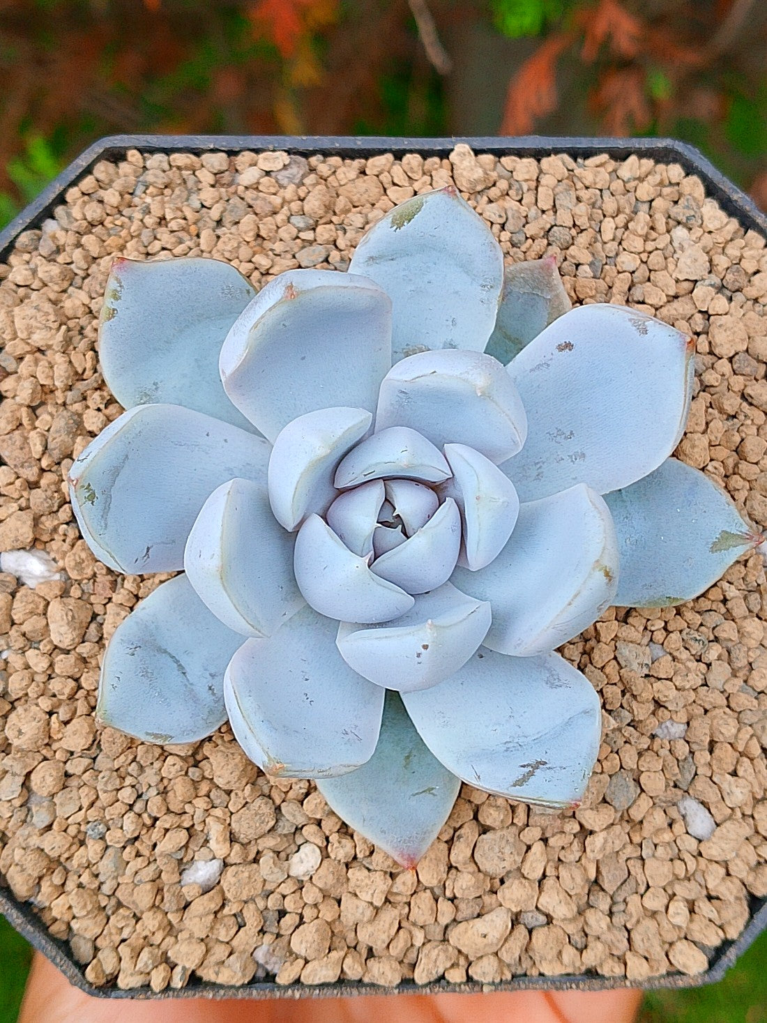 Echeveria Snow bunny | maceta 3"