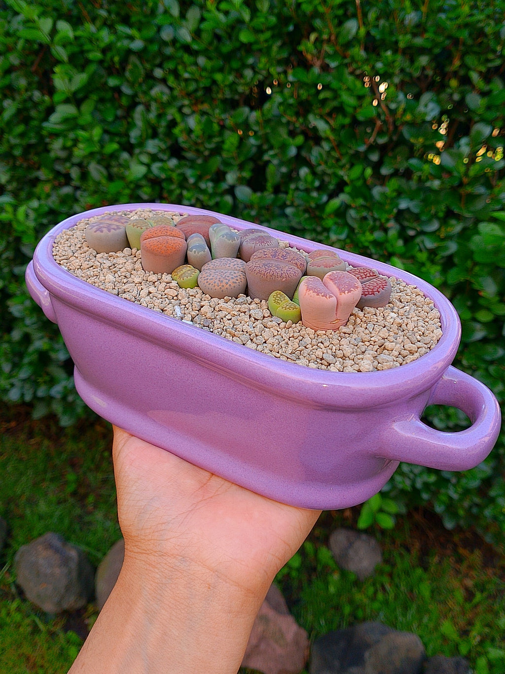 Paquete lithops Mix - Tina A