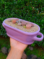 Paquete lithops Mix - Tina A