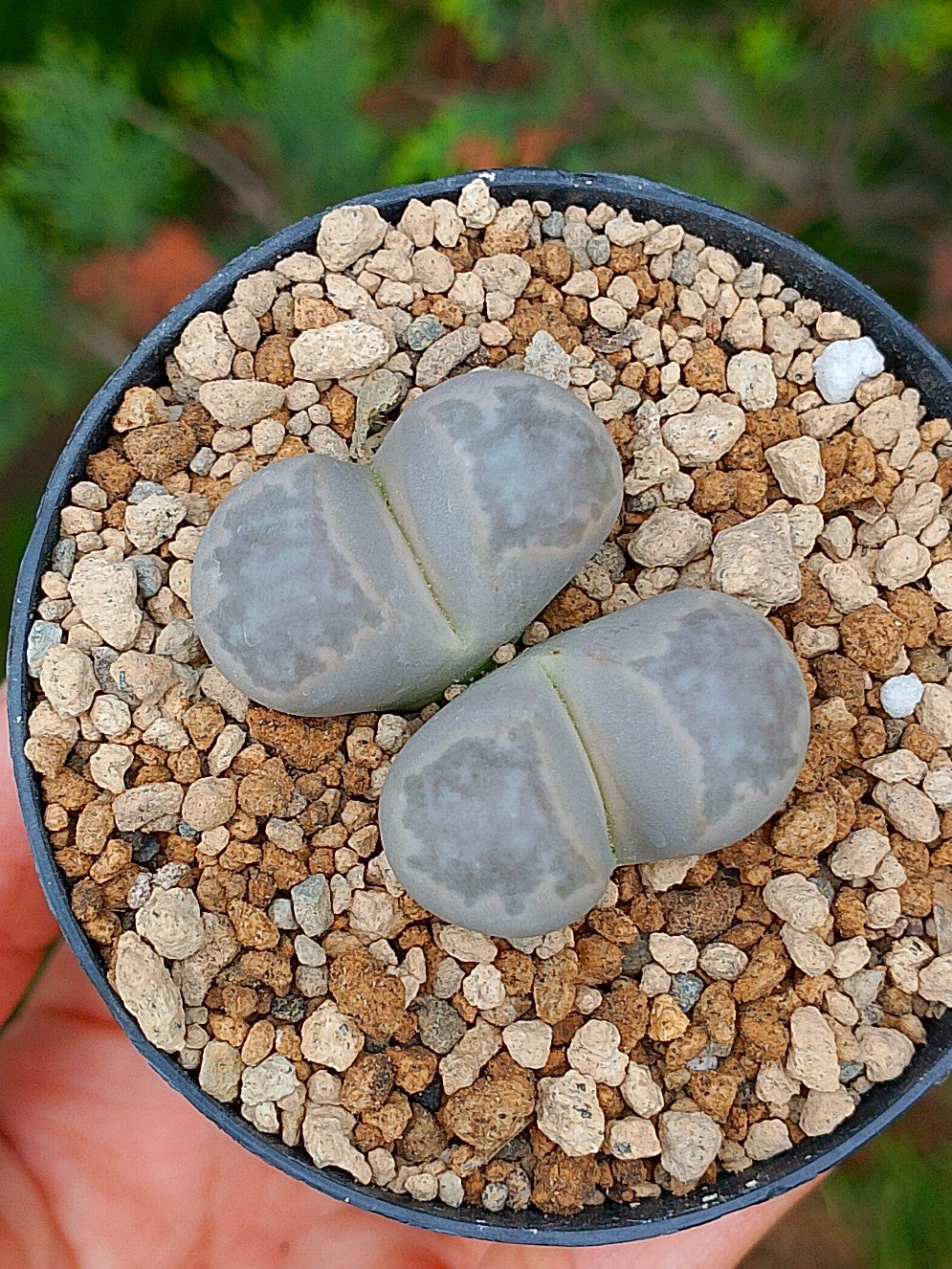 Lithops Geyeri | 2 cabezas