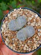 Lithops Geyeri | 2 cabezas