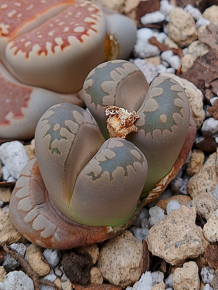 C280 	Lithops otzeniana