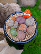 Paquete lithops Mix - Caldero Calabaza