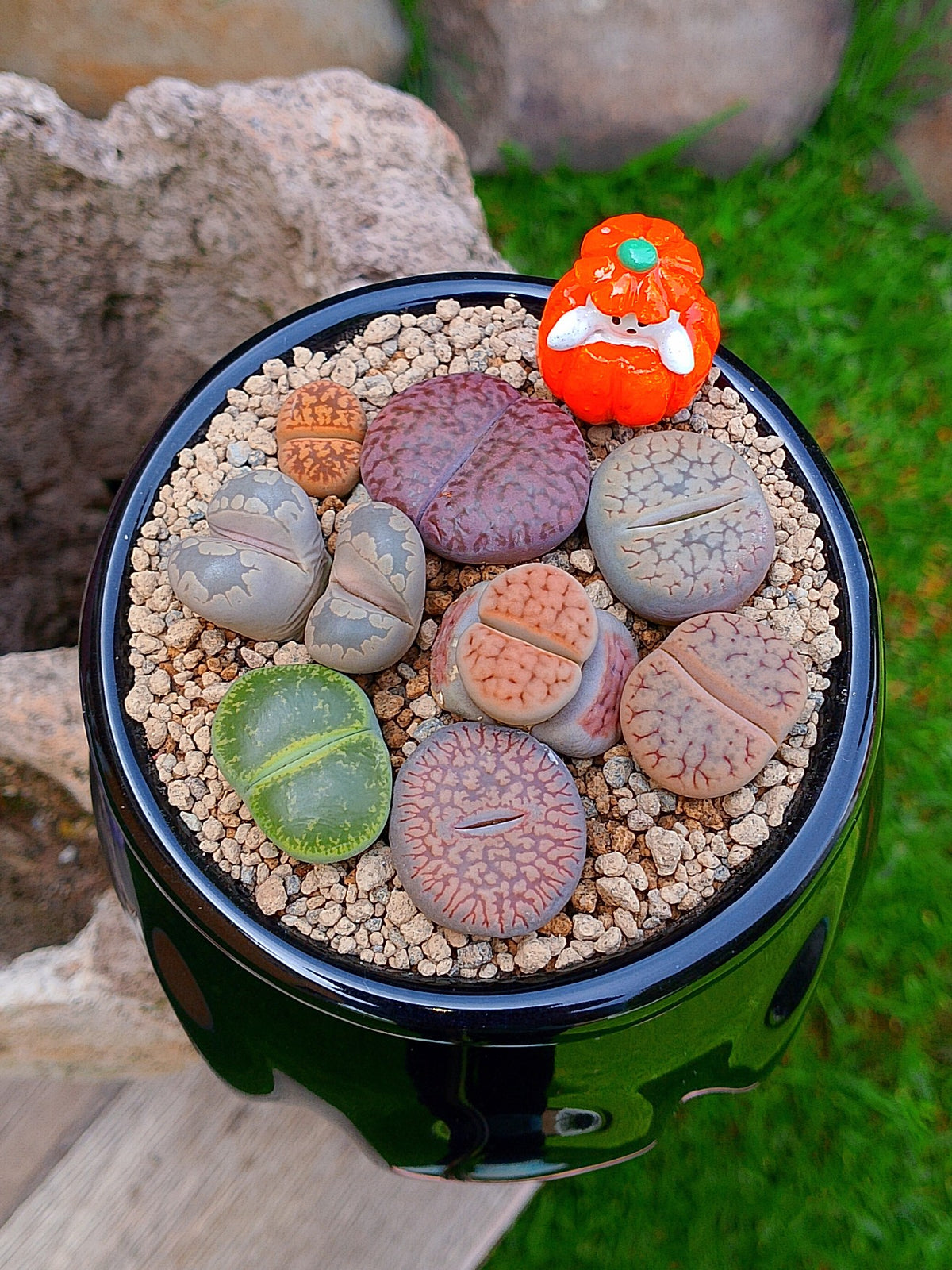 Paquete lithops Mix - Caldero Calabaza