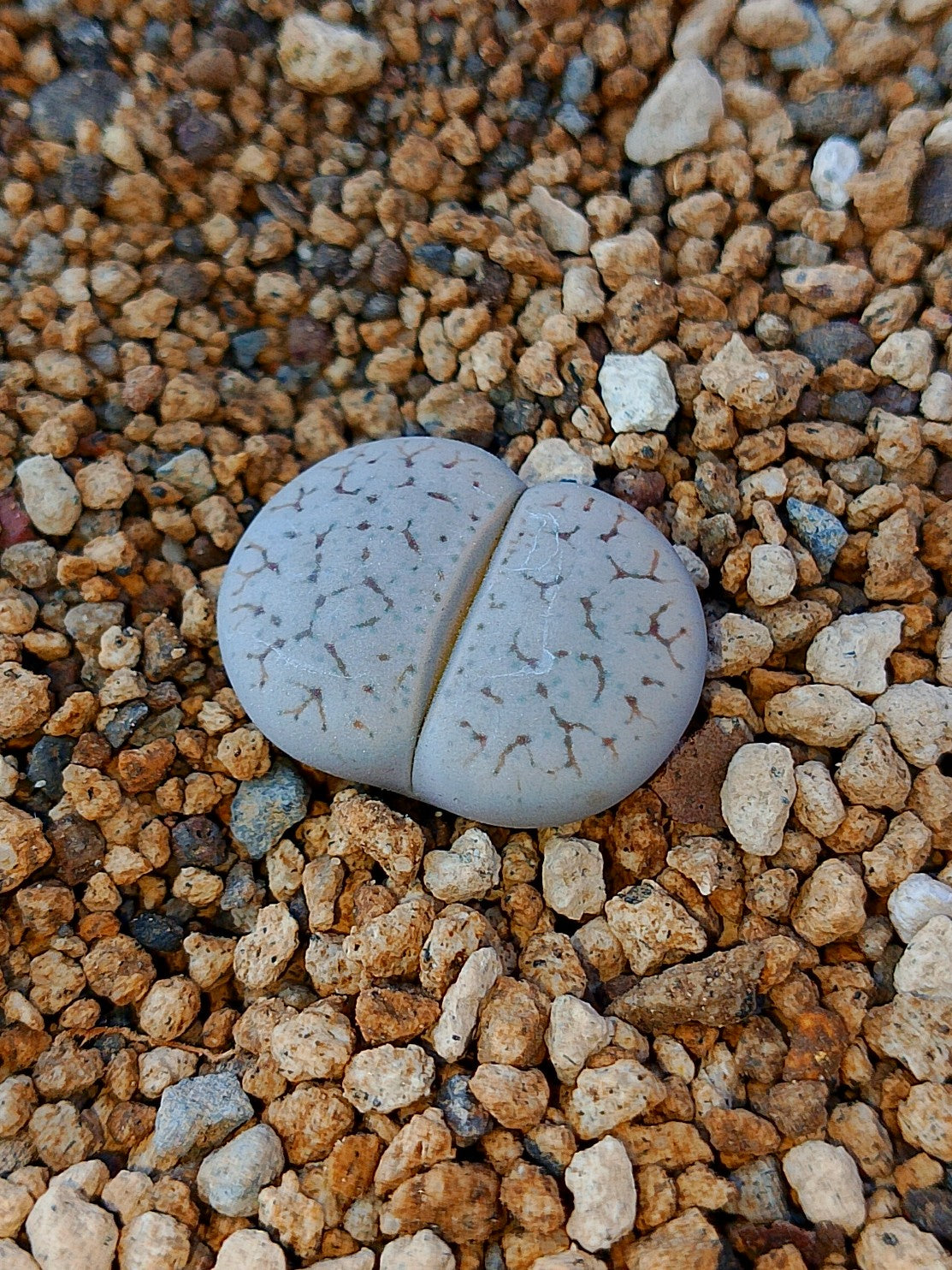 C262 	Lithops gracilidelineata ssp. gracilidelineata v. gracilidelineata