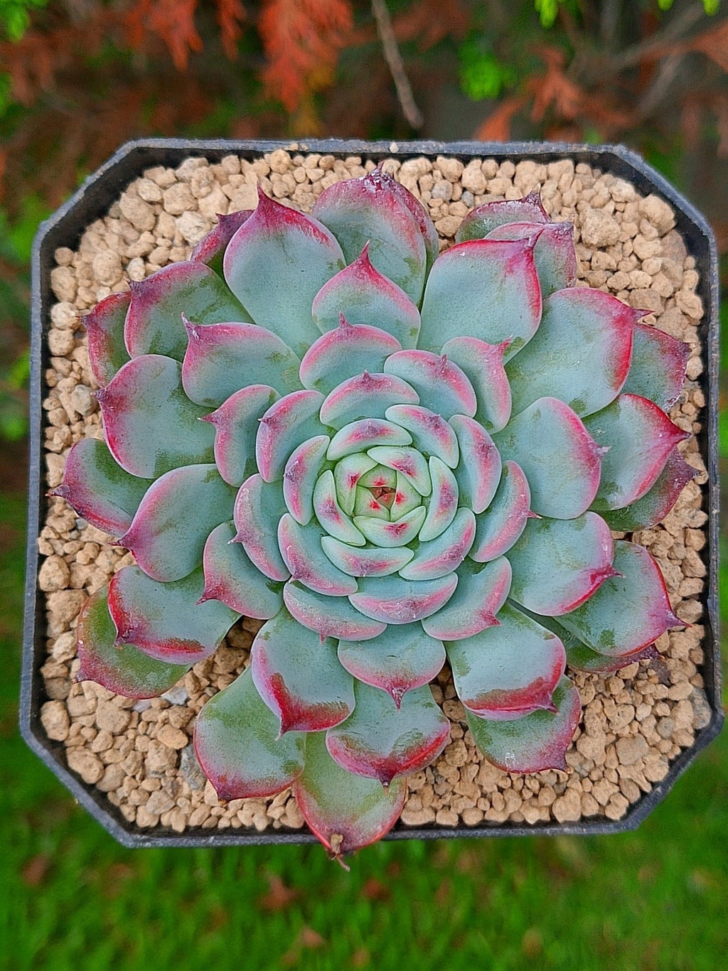 Echeveria Marcel | maceta 3.5"